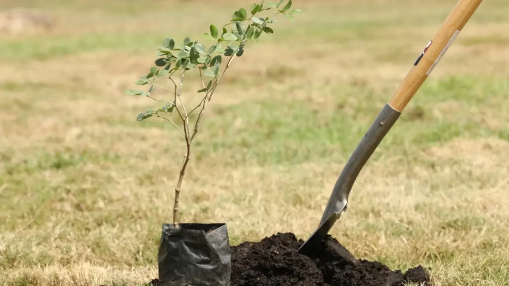 Jornada de reforestación