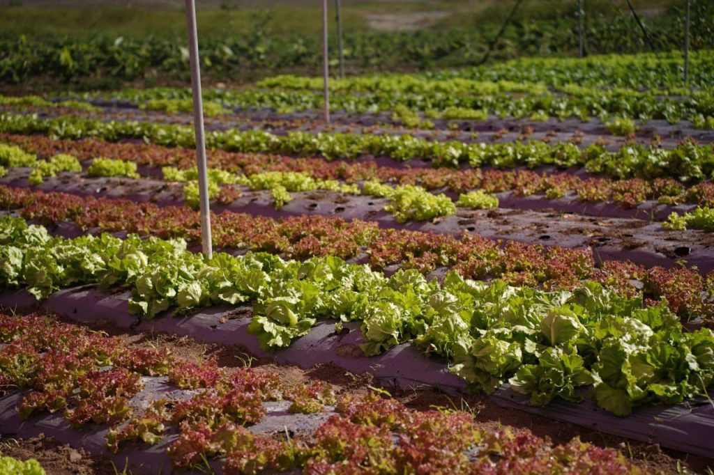 Desarrollo Social Supérate inaugura “Casa sombra Monte Grande”