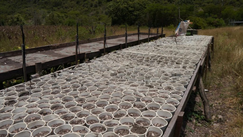 DNCD desmantela cultivo de marihuana con más de 3,000 plantas en Ocoa